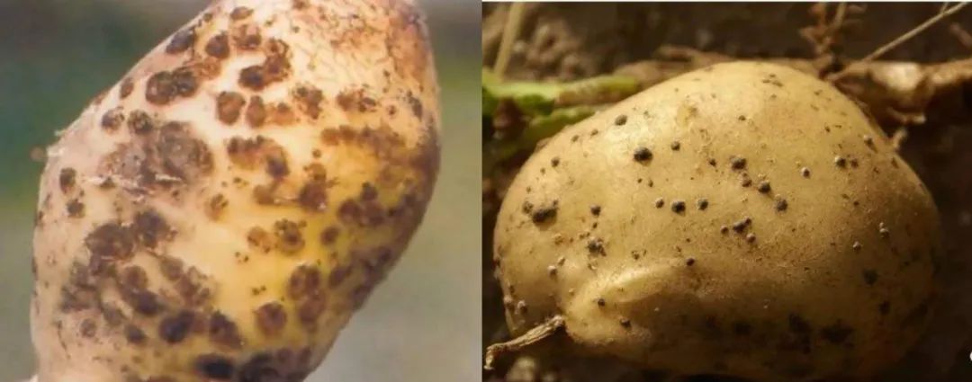 马铃薯孢囊线虫危害也越来越严重 除了病害,近年来,马铃薯的种植也