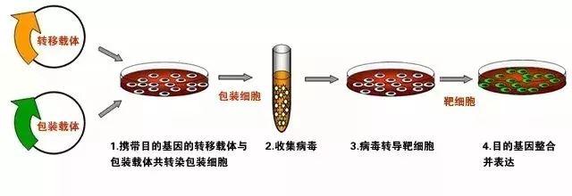 关于细胞转染实验,我有话要对你说.