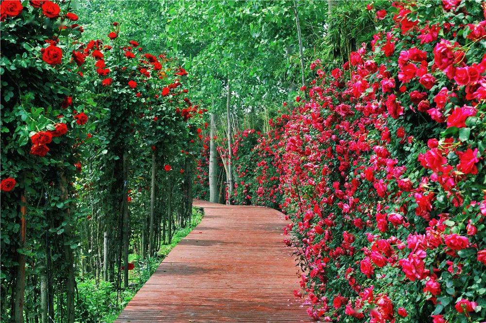 千万朵玫瑰花汇成花墙,长廊  论品种,树桩玫瑰,古桩玫瑰,微型玫瑰 藤