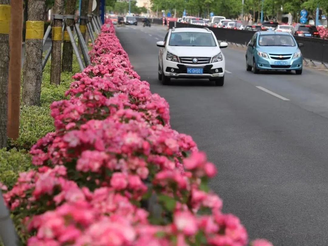 月季花开上海的道路真美