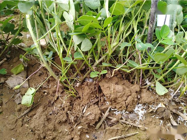由于花生生长在高温多雨季节,在花生生长发育过程中,常会发生多种病害