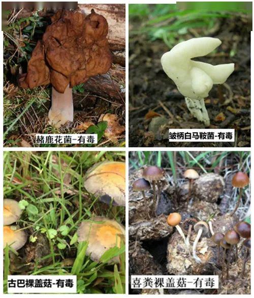 infula);6,其他:皱柄白马鞍菌(helvella crispa ),古巴裸盖菇(psiloc