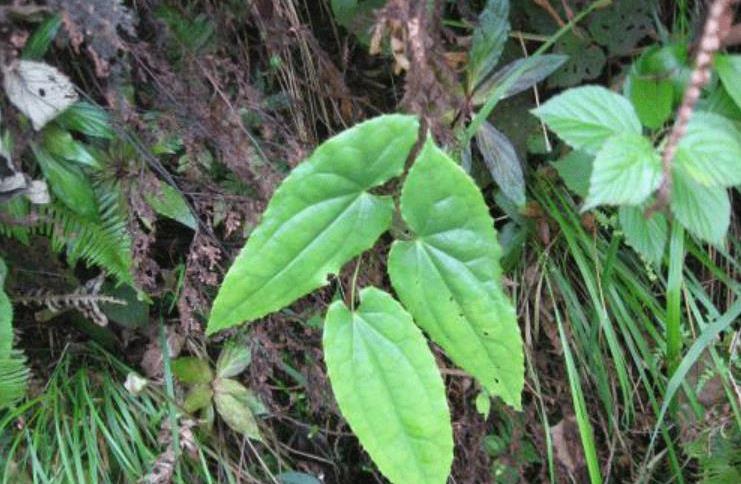 一种野外植物羊吃了会发情更是一种昂贵药草