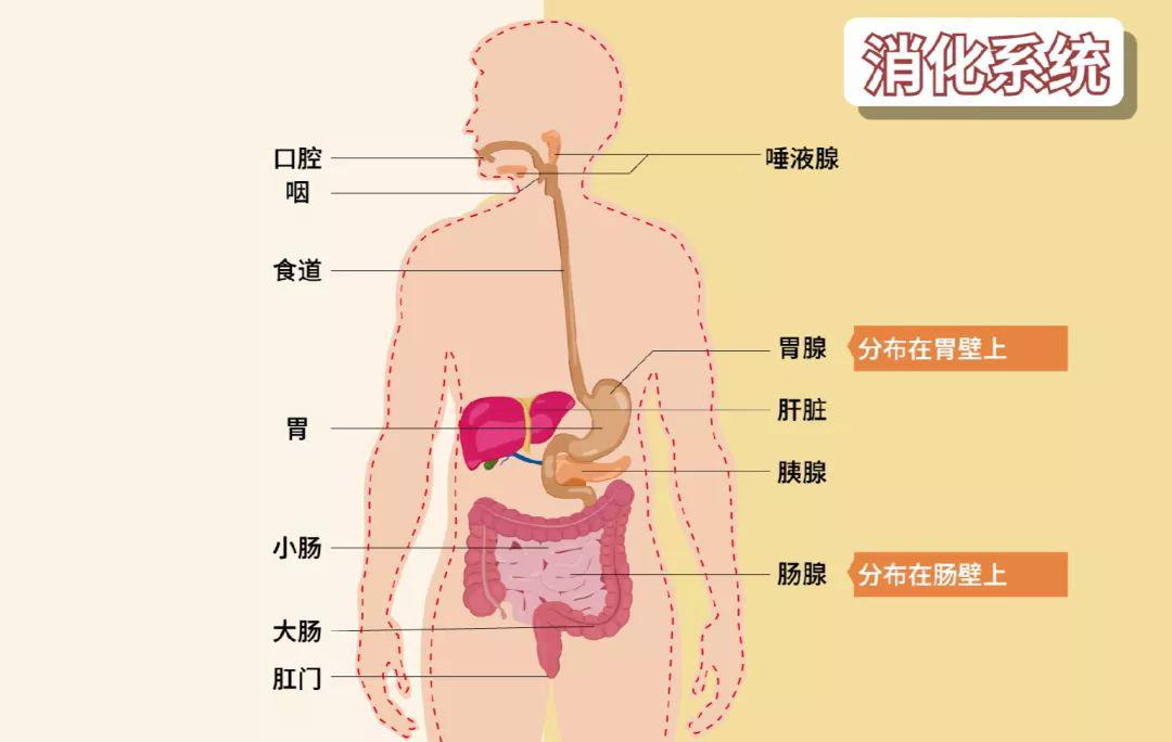 共同完成对食物的消化和吸收,它们的总和称为  消化系统