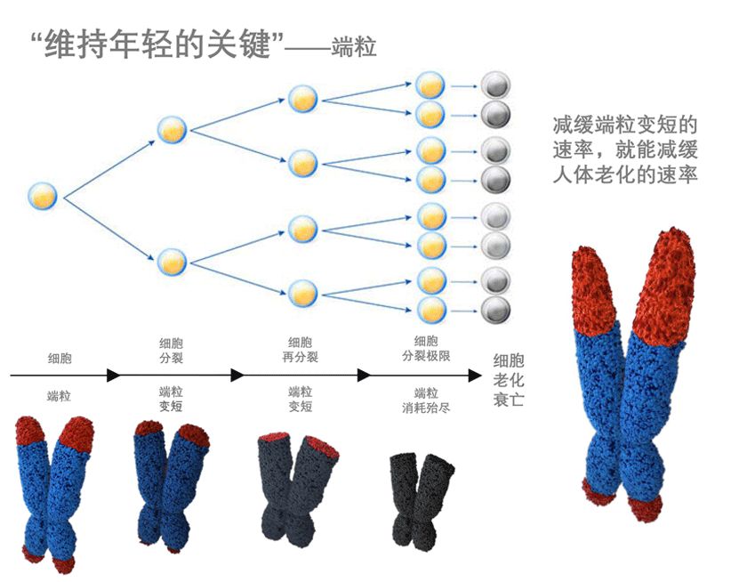 诺贝尔奖端粒技术到底有多黑德国youthshots端粒面霜爆红原来有他的