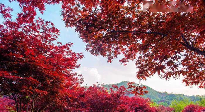 "枫叶红山野 浙江宁波四明山层林尽染宛若仙境"