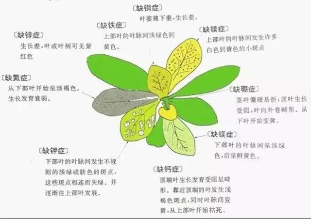 缺氮抑制苗生长,新叶黄绿老叶亡,根小茎细多木质,花迟果落不正常.