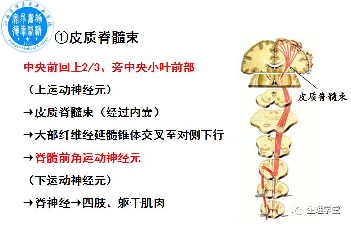 神经系统对躯体运动的调节