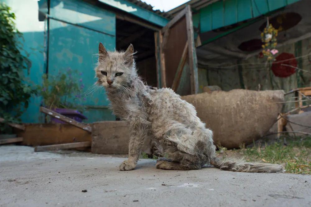 遇到受伤生病的流浪猫你会怎么办