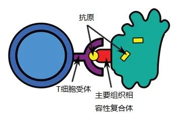 多价位hbv优势抗原表位肽治疗慢性乙肝肝硬化细胞导弹的导航系统