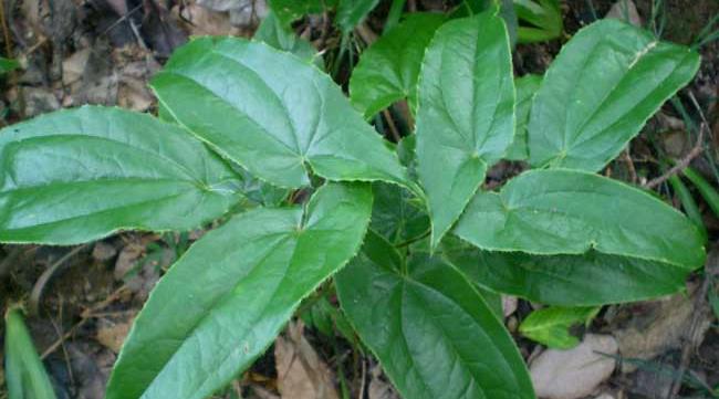 一种野外植物,羊吃了会发情,更是一种昂贵药草
