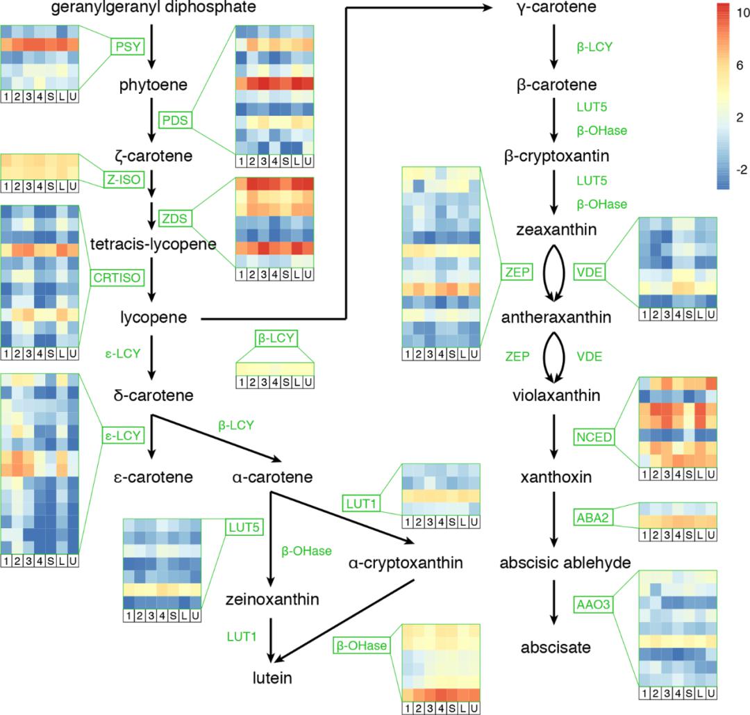鉴定到了一个最终导向类胡萝卜素生物合成的通路级联在北美鹅掌楸花