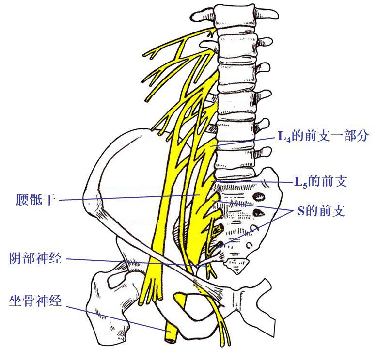 经腰椎椎间盘的横断层面(ct)经第1骶椎椎体的横断层面(ct)经第2骶椎体