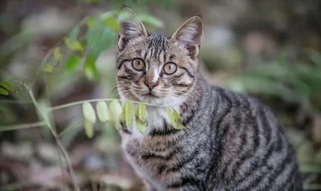 中国狸花猫被cfa除名跌落神坛?狸花:那又如何,朕不稀罕