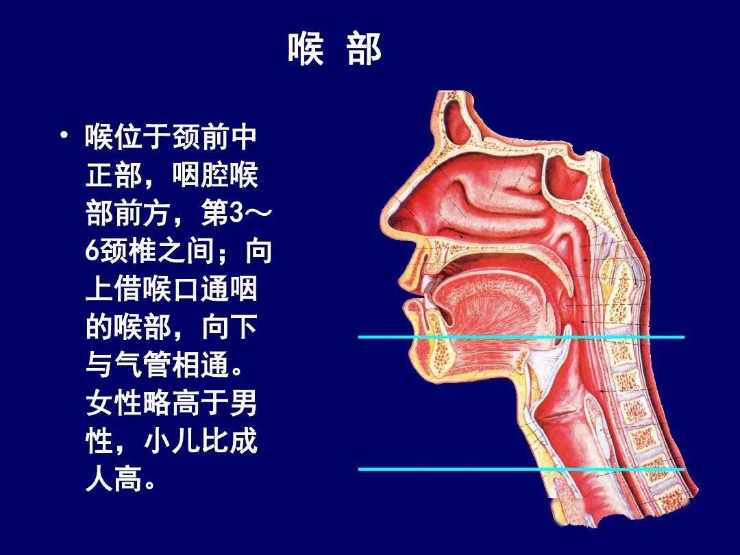 影像解剖 | 颈部影像解剖