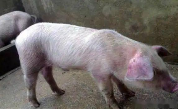你的猪场出现疑似感染非洲猪瘟,混感该怎么办?有办法可以控制下来吗?