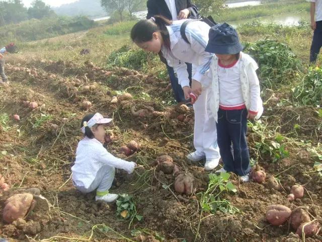 在信阳,有一种记忆叫做"挖红薯"_农村