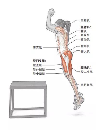 辅助肌群:竖脊肌(棘肌,最长肌,髂肋肌),三角肌,腹直肌,髂腰肌和