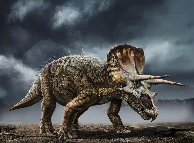 是白垩纪第三纪灭绝事件前 最后的非鸟类的恐龙种类之一 三角龙是植