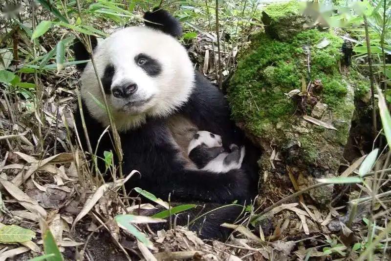 村民和大熊猫像"邻居"一样和谐相处.