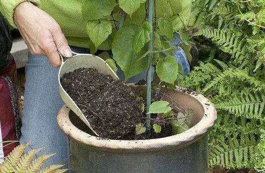 怎么养花土壤板结 26f77bd4f58c45d9bf15064dabdfdd55.jpeg