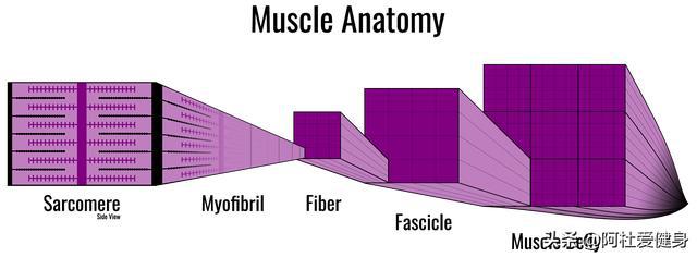 sarcomere:肌节;myofibril:肌原纤维;fascicle:肌束;muscle belly:肌