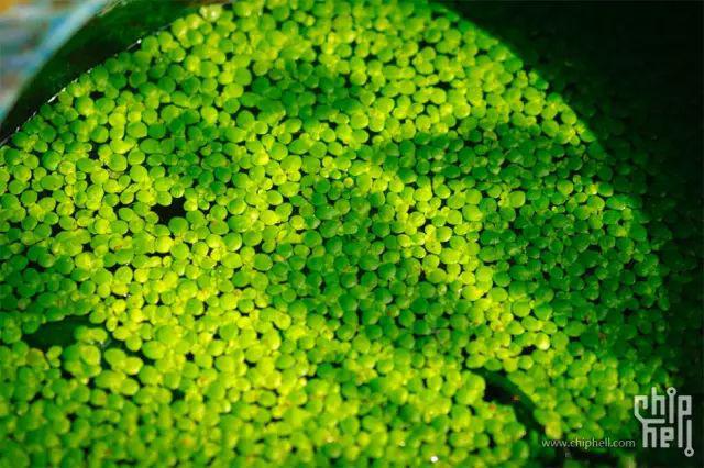 怎么养鱼缸长绿藻 2b0a3ab1b088453983243fde80b0d161.jpeg