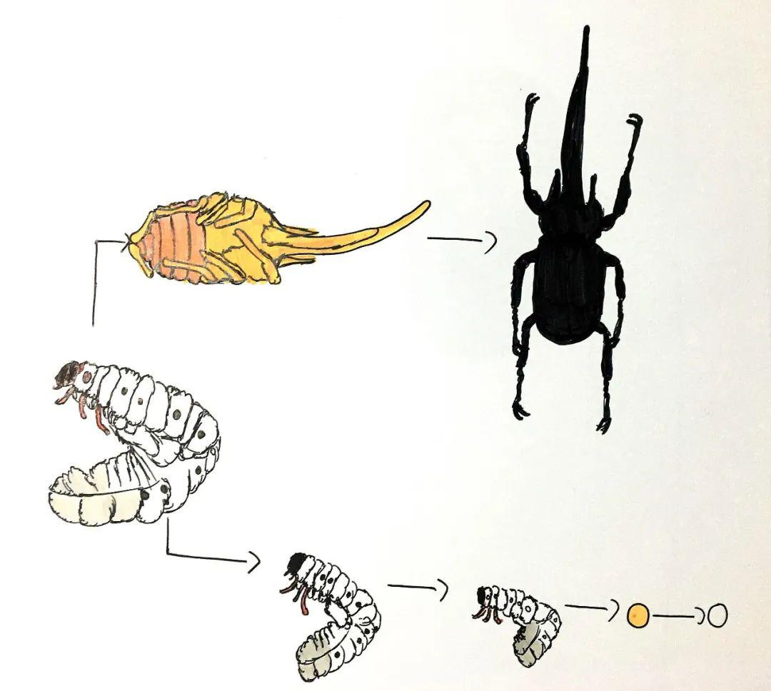 虫蛹长戟大兜的完全变态过程和生活环境如果说学习昆虫给我带来了什么