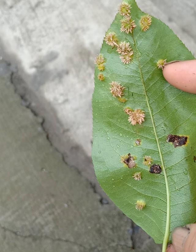 梨树锈病的发病原因及防治措施_桧柏