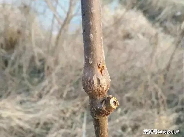 猕猴桃缺硼时叶片有黄斑,枝干两头细中间粗,应及时补充适量硼肥