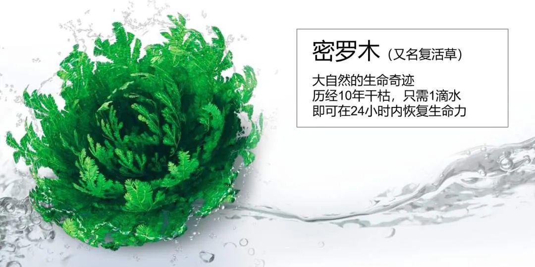 因为啤酒沐浴露中还特别添加了欧洲专利成分复活草—密罗木叶提取物