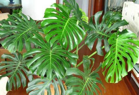 龟背竹怎样能快速开背 3f018942b3ed4205b8b3d78207745616.jpeg