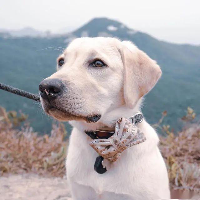 什么叫做水猎犬 44772d6e951a44d59c34c922890cd9ea.jpeg