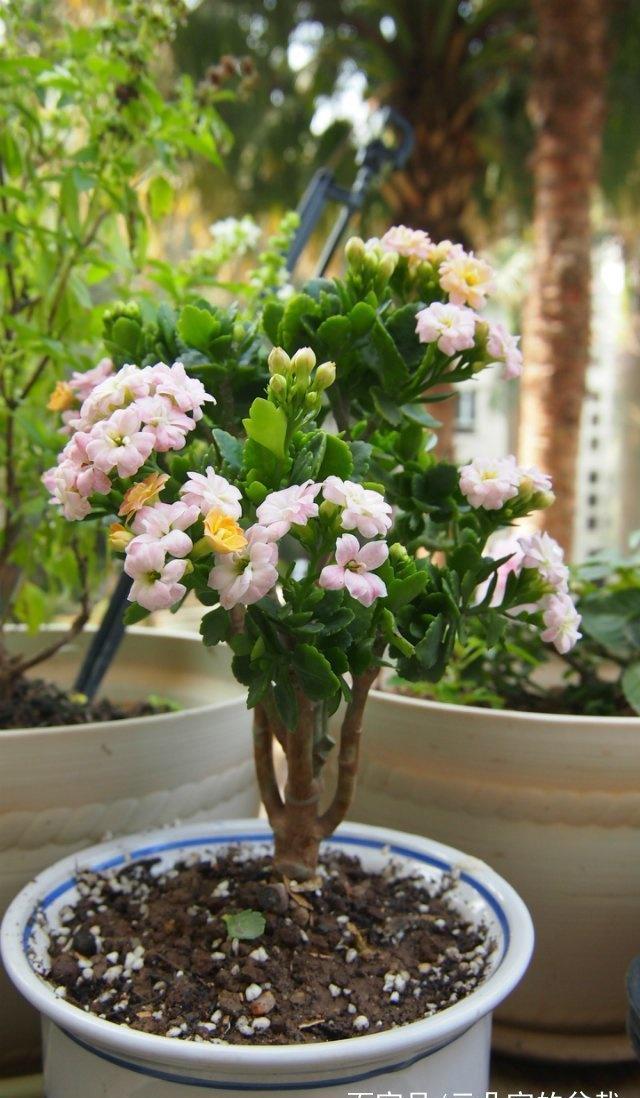 客厅最旺的十种花 4c36e3ad9ab744aea1766d3d96210d1e.jpeg