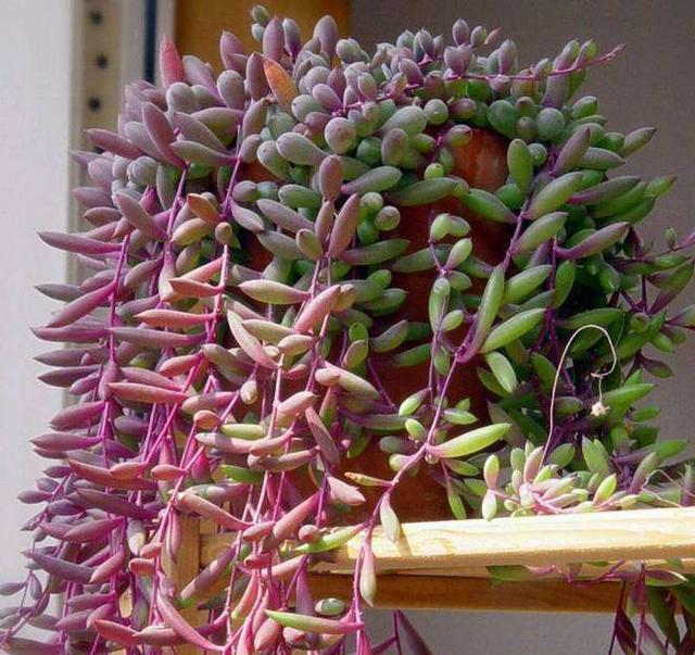 多肉怎样扦插最好 50ce0d56555845aeb6d87ef2bb344857.jpeg