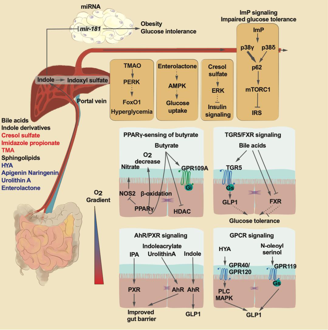 微生物?菌群研究和产业化的因果命门在哪里？请细看这5900字
