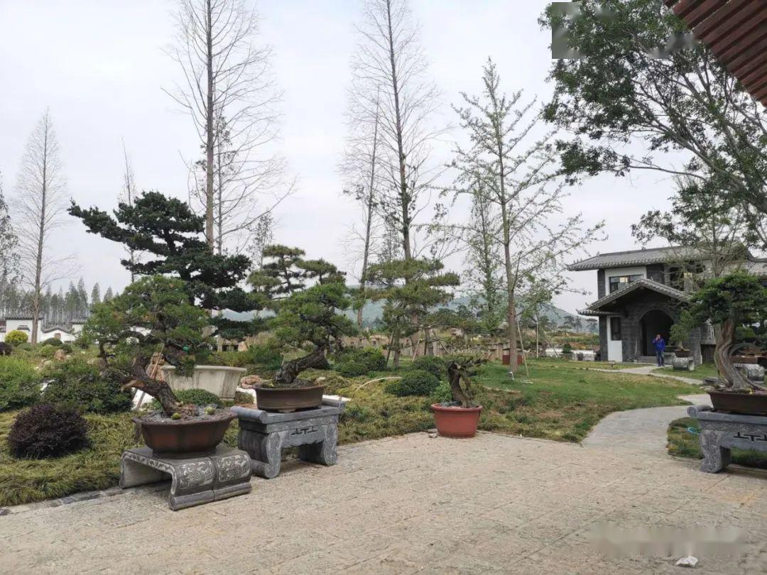 十余年来,樊氏园艺在中国唐苑,苏州遂苑,杭州怡然园,常州随园,武汉山