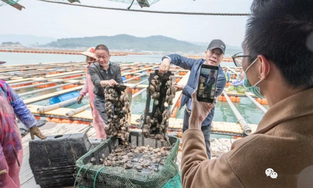 江船长的4500亩生态养殖基地来自中国鲍鱼之乡——连江所有的鲍鱼本