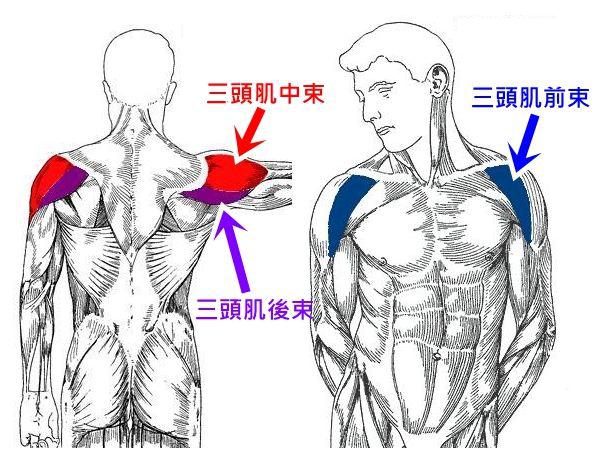 和关节稳定发挥主要的作用 肩部 三角肌 肩部在人体解剖学中叫做