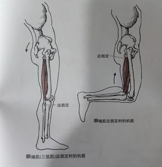 远固定:远固定时使两侧收缩,可以让骨盆后倾近固定:近固定时让小腿在