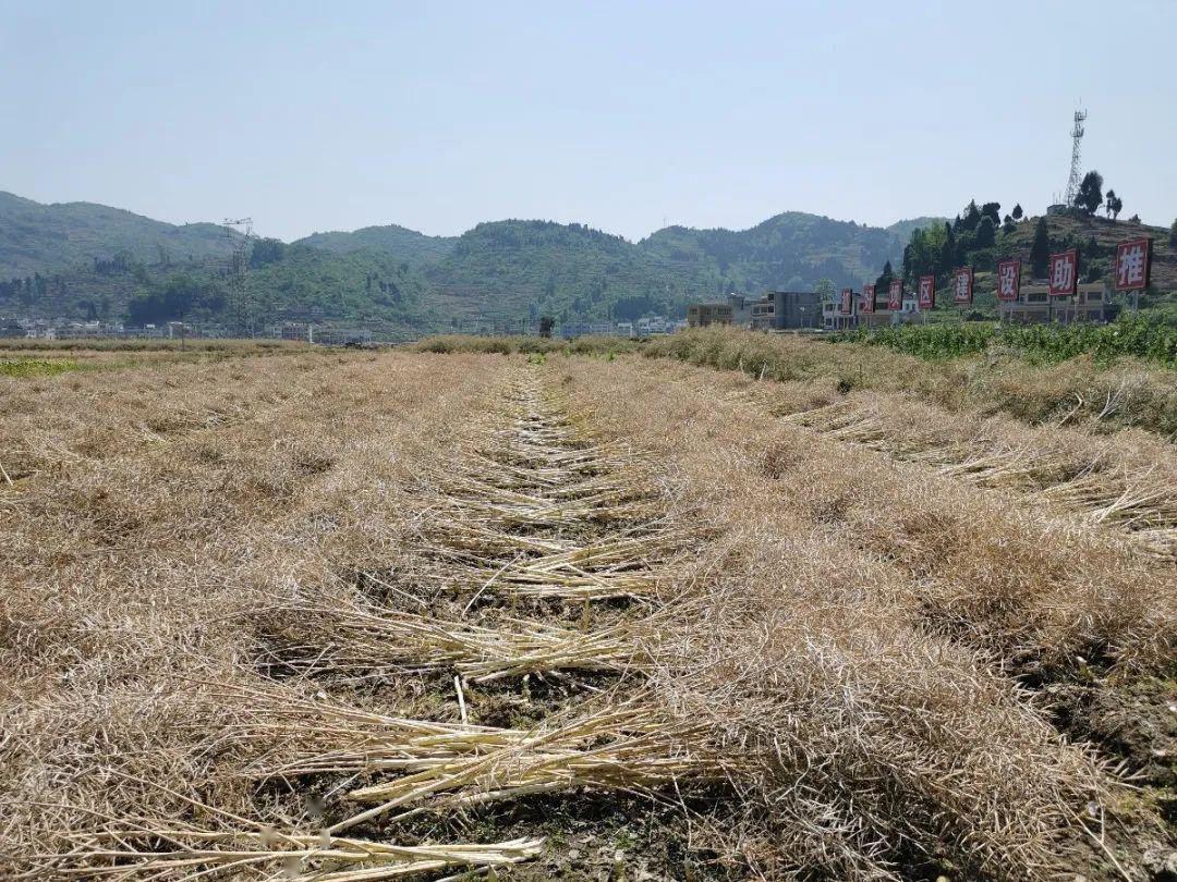 油菜收割正当时农户抢割忙收获