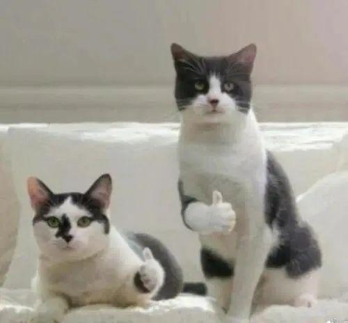 匡威我给你们找了100双！比匡威更便宜好看的帆布鞋