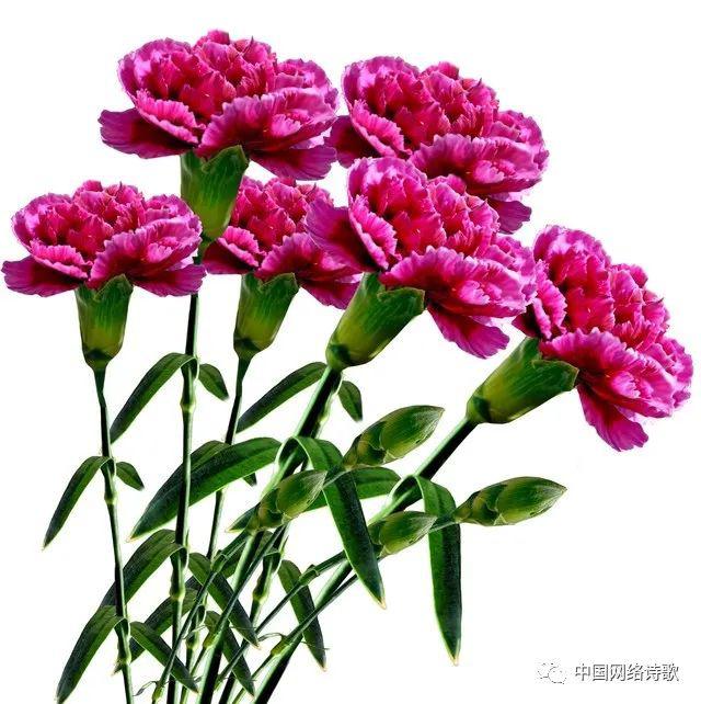 什么时候是中国母亲节 7ef0196d670b49b1a09ba1152116e699.jpeg