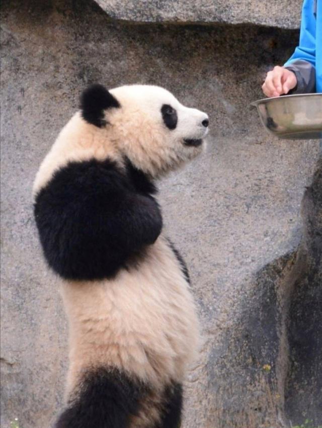 原创大熊猫成精了!可能知道自己的身份是国宝了!熊猫妈妈佛系养娃!