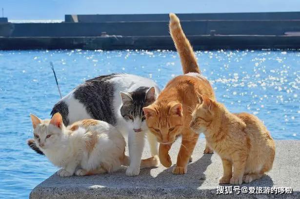 来日本只知道"猫岛?这些日本超萌小动物主题景点,推荐给你!