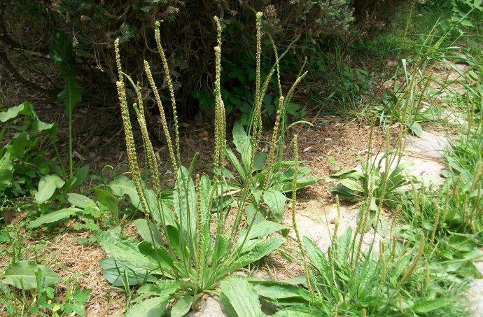 农村常见的这种野草人称蛤蟆叶价值很高见到珍惜