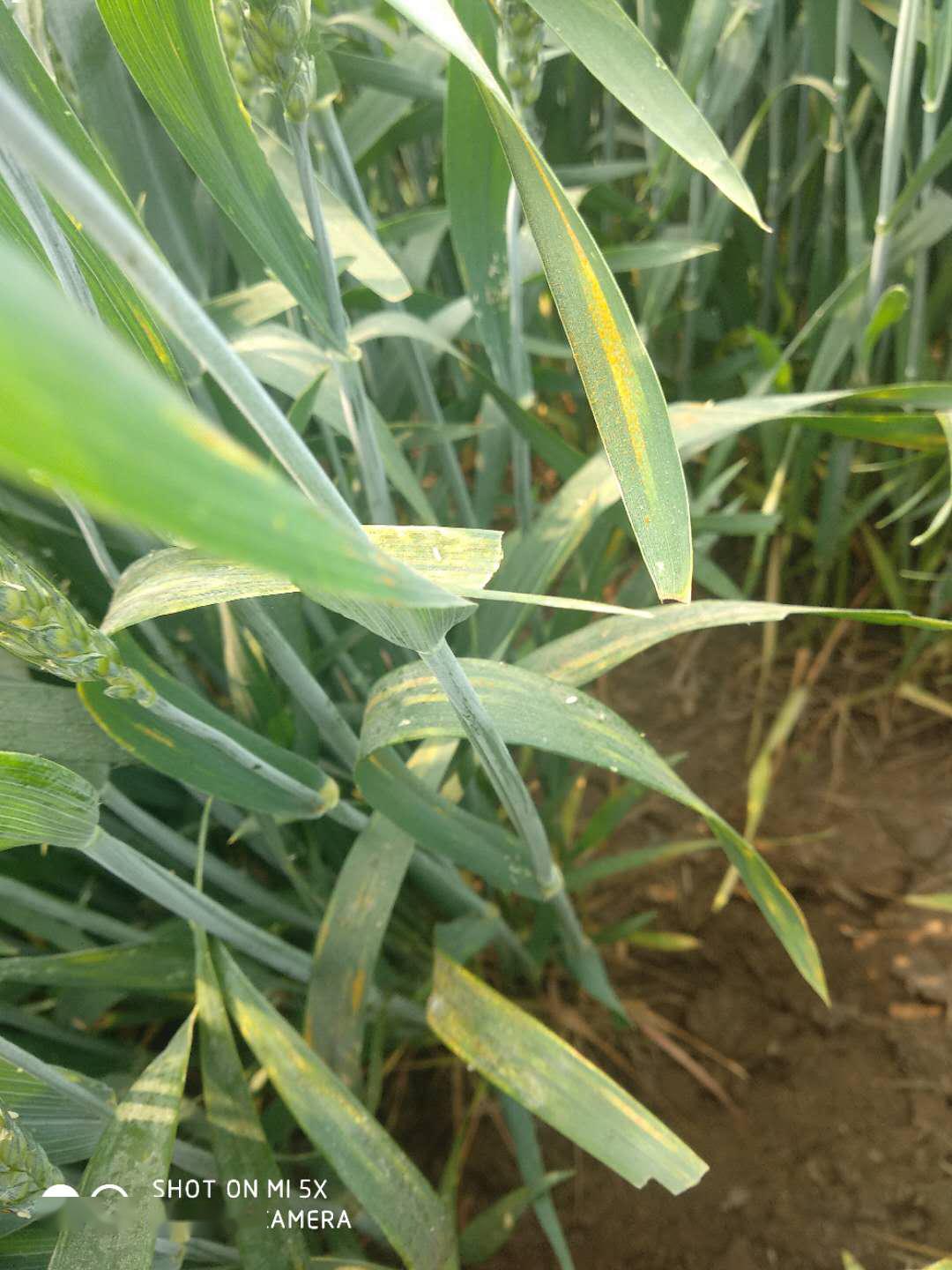 抓紧防治!各地降雨导致小麦条锈病蔓延加剧