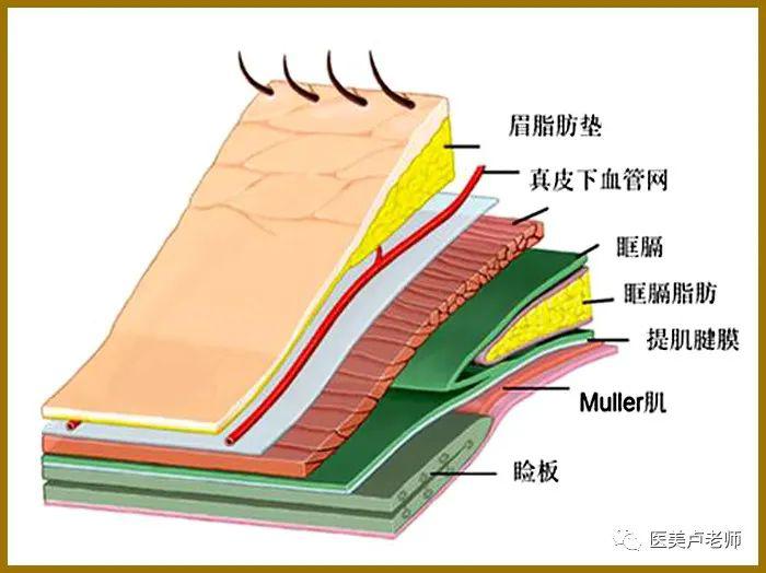 眼睑结构的组成