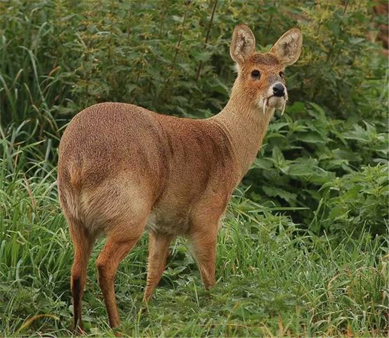 01最原始的鹿科动物:无论雌雄都不长角,雄性有一对獠牙