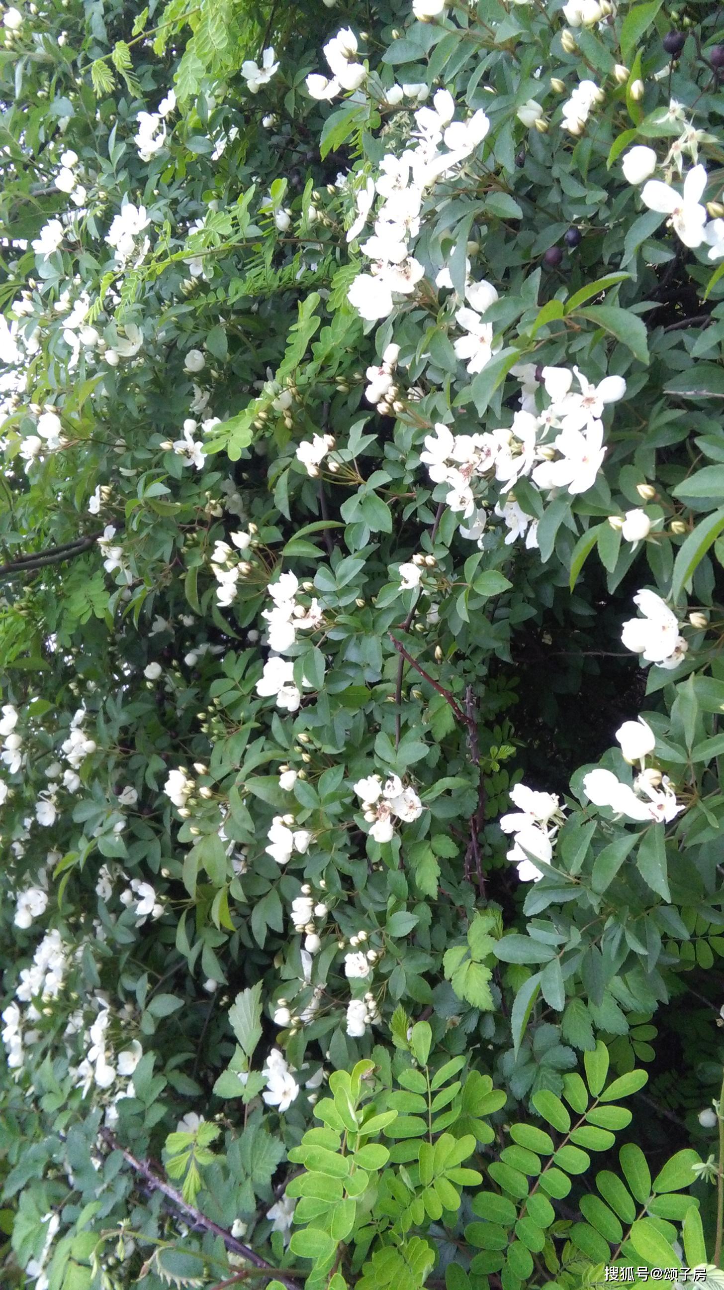 中药材蜜源植物刺花